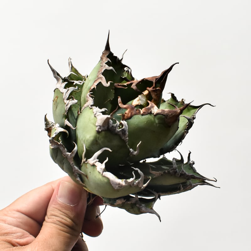 アガベ チタノタ シーザー 凱徹 台湾産 アガベ チタノタ 精品シーザー / 精品凱撒 【台湾 dragon agave産/中株