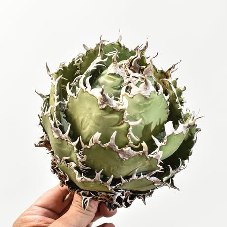 チタノタフィリグリー | STORES