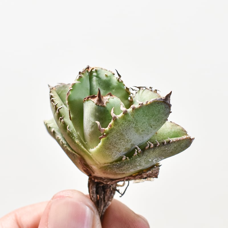 アガベ　SAD(抜き苗) 楽天市場】【花苗】アガベ チタノタ 'SAD' 10.5cmポット 1苗 : Ivy