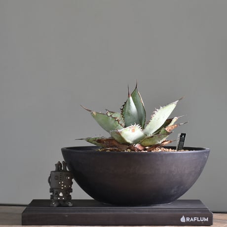 CATEGORY チタノタ ホワイトアイス | RAFLUM / ラフラム｜東京、大阪の