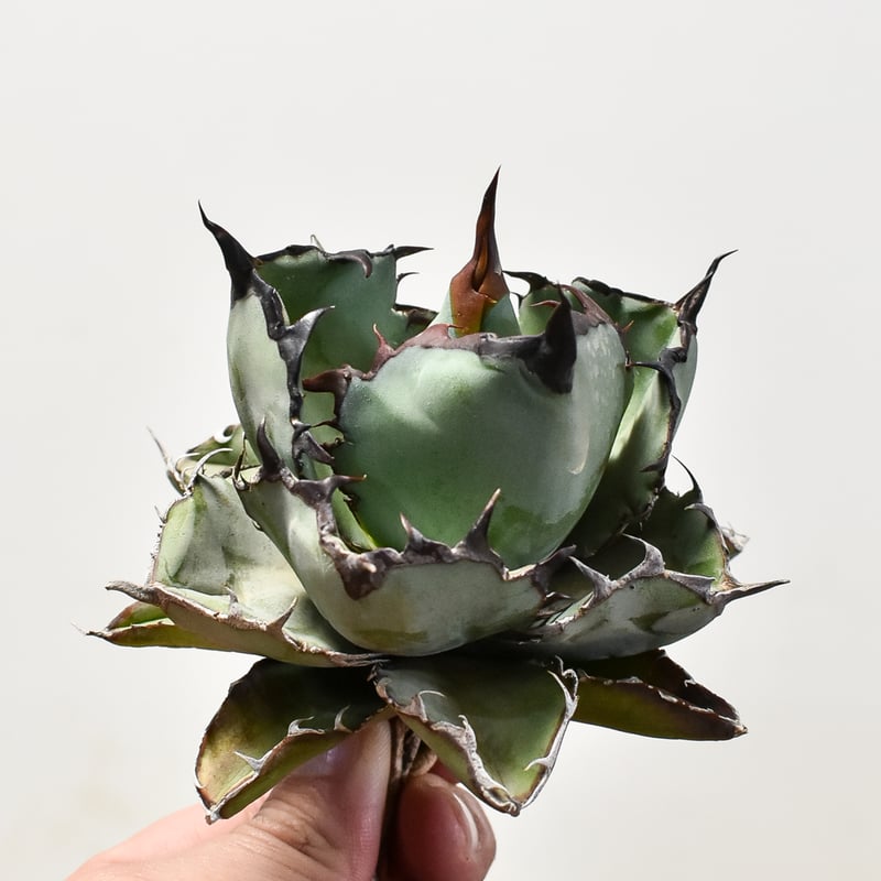 アガベ チタノタ ブラックアンドブルー / BB 藍球 【台湾産/抜き苗/中