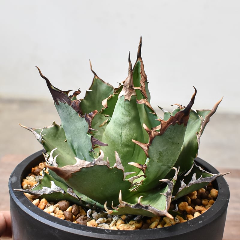 アガベ チタノタ チーター 