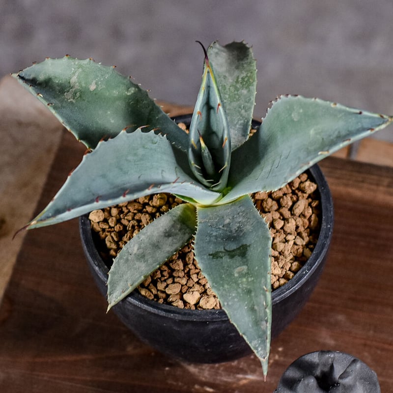 アガベ パリー 【白肌】 RF22736 | RAFLUM / ラフラム｜東京、大阪の塊