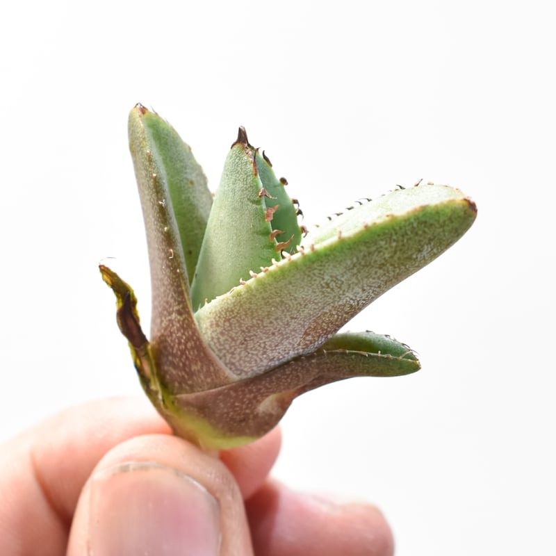 Agave アガベ　チタノタ　 白虎　白焔の選抜株　台湾株 Agave アガベ チタノタ 白虎 白焔の選抜株 台湾株 - メルカリ