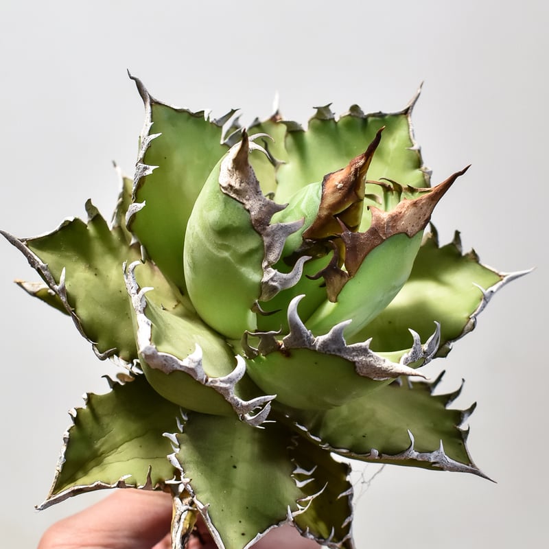 アガベ チタノタ レッドキャットウィーズル / 赤猫 , 紅猫 