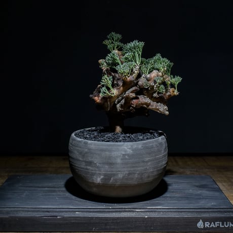 サルコカウロン ムルチフィズム "月界"（発根済）RF230004