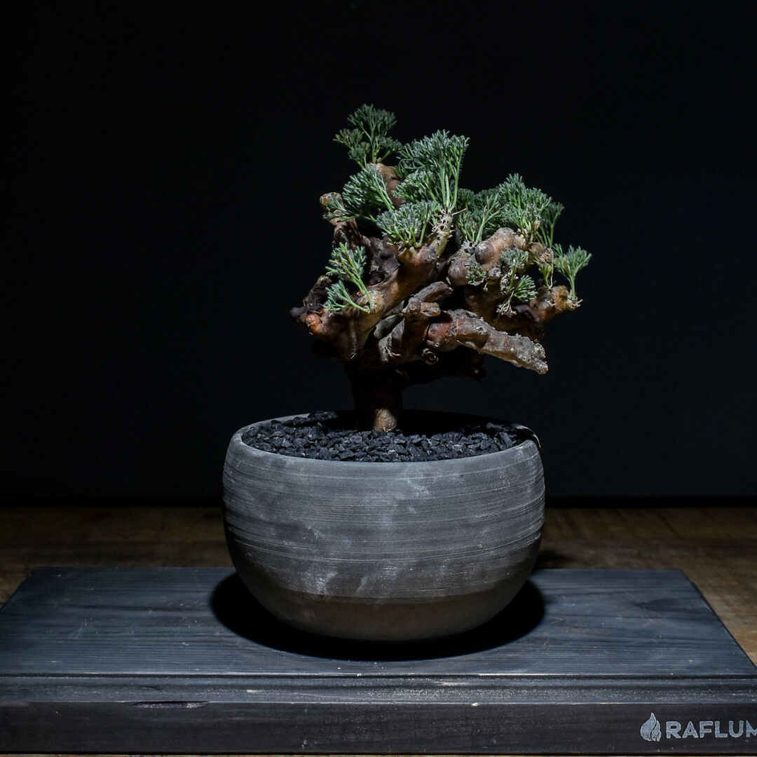 サルコカウロン ムルチフィズム 