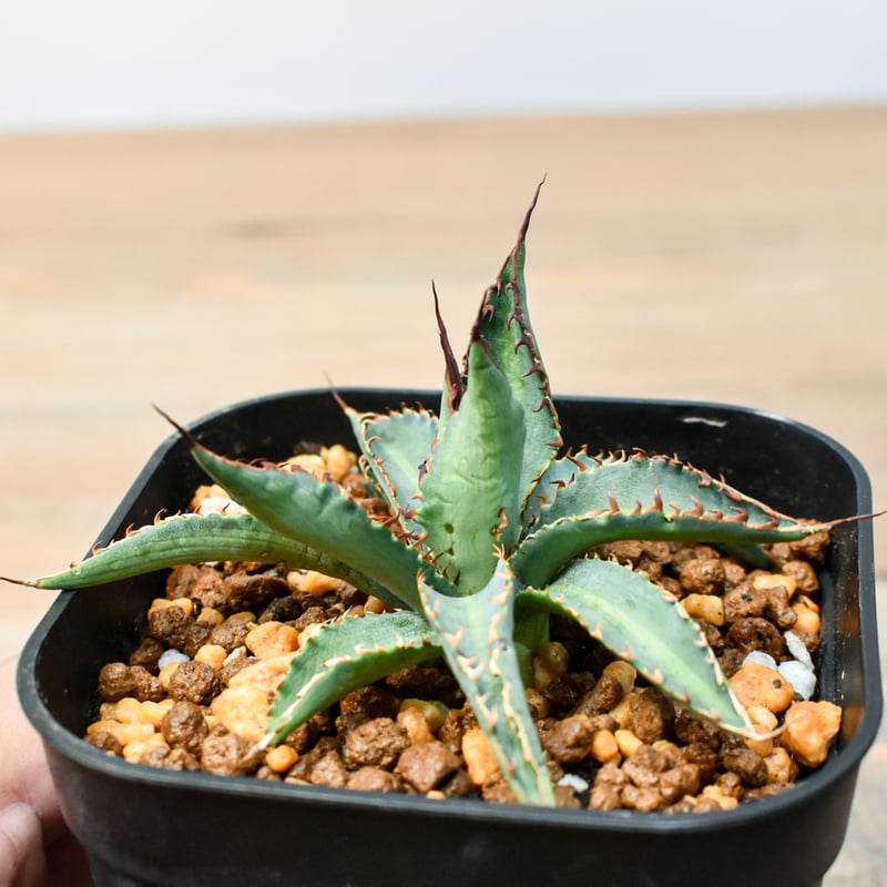 アガベ ハイブリット 