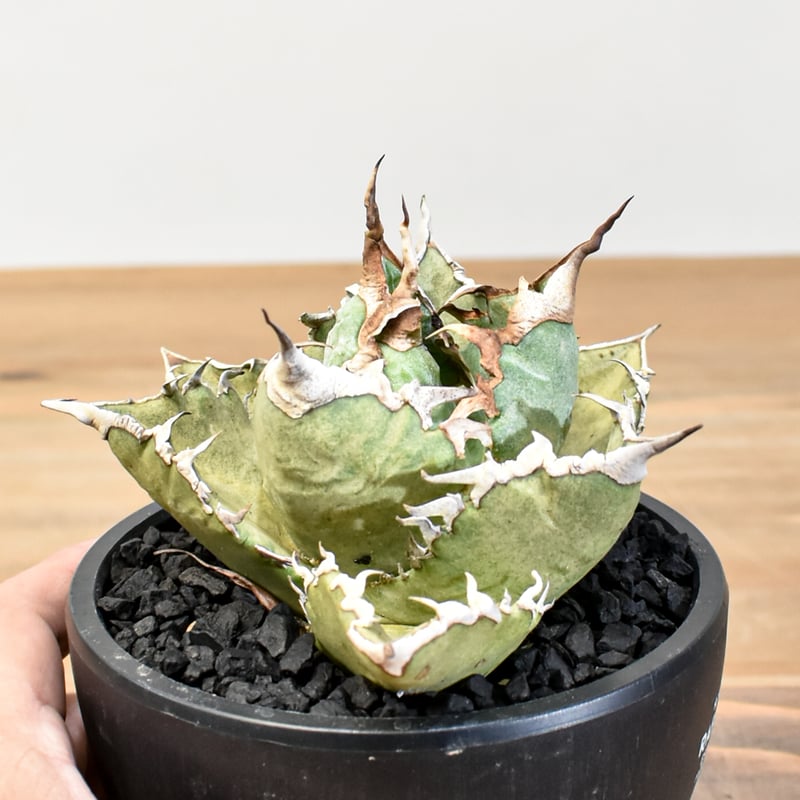 アガベ チタノタ 狂刺夕映 ソーラーエクリプス 【公式通販】