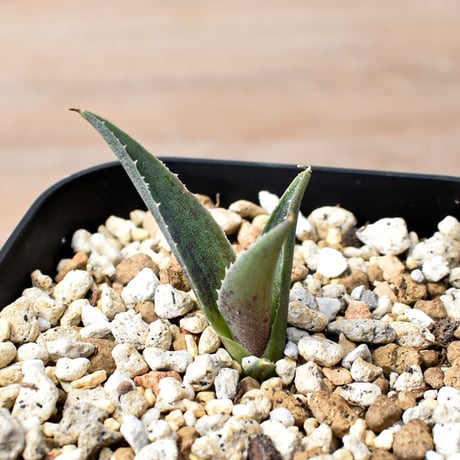 アガベ ハイブリット "邪霊" (特白肌怒雷神×血妖) 【台湾botanical_seeker産】RF25012013