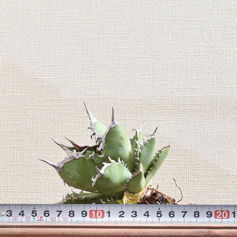 アガベ チタノタ 