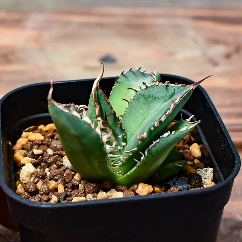 レア株】アガベ チタノタ 