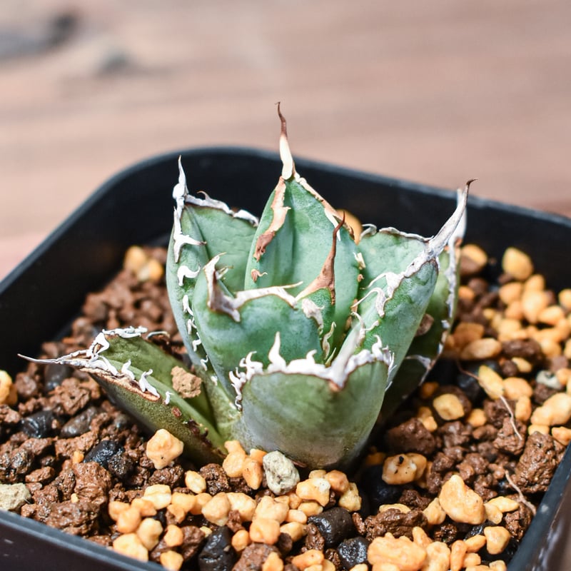 アガベ チタノタ アバランチ 子株 未発根 オテロイ AVALANCHE ① アガベ チタノタ アバランチ 子株 未発根 オテロイ AVALANCHE ②