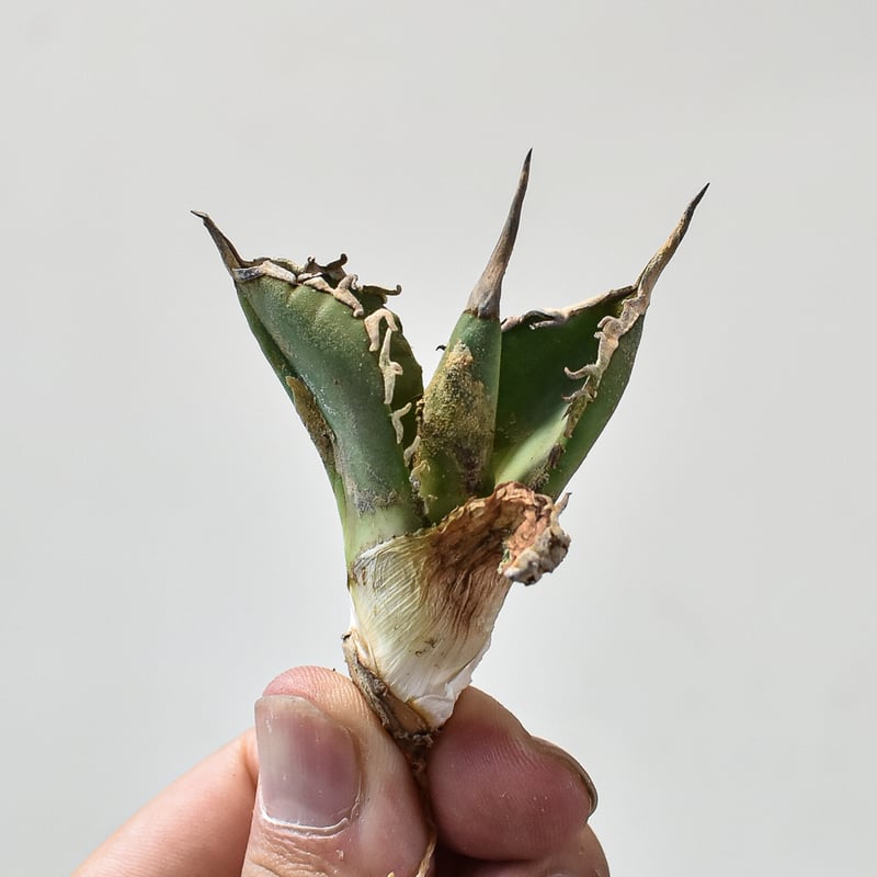 アガべ チタノタ 