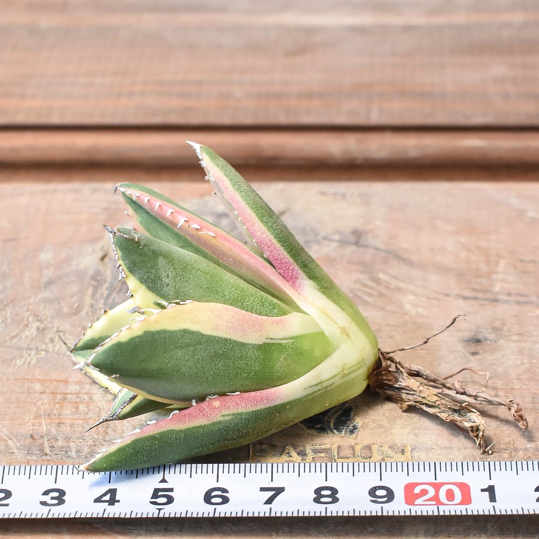 アガベ チタノタ スナグルトゥース 暴牙 中株 アガベ チタノタ スナグルトゥース 