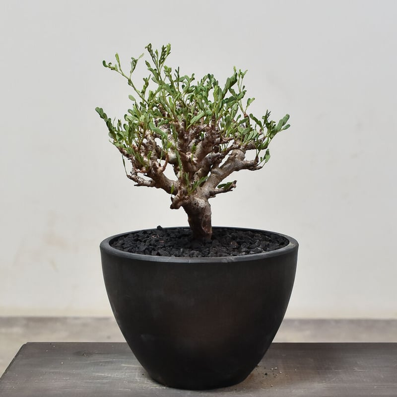 センナ　メリディオナリス　鉢付　発根済 センナメリディオナリス 現地球 発根済 大株 鉢付き fit=scale-down,