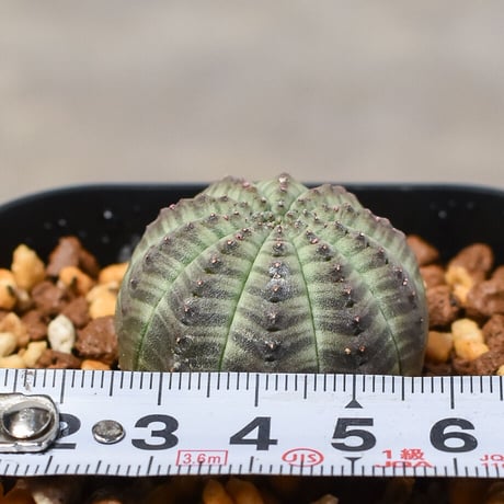 ユーフォルビア オベサ "ミニオベサ" （発根済み）RF230411 I