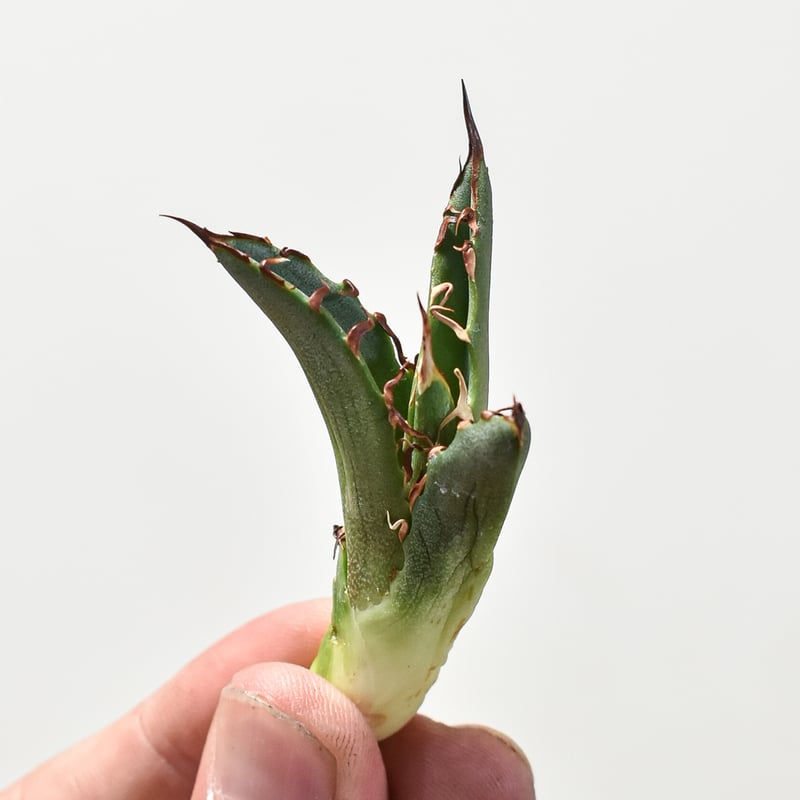 親株】アガベチタノタ 猟豹 チーター ドラゴンアガベ産