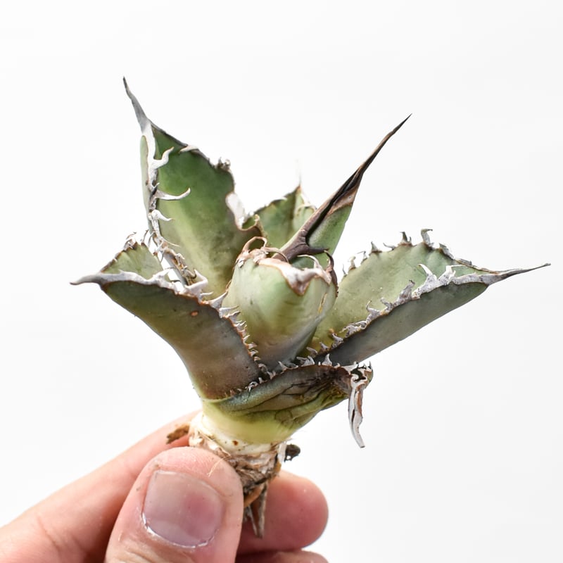 【専用お父ちゃん様】アガベ　オテロイ実生 専用お父ちゃん様】アガベ オテロイ実生 専用お父ちゃん様】アガベ