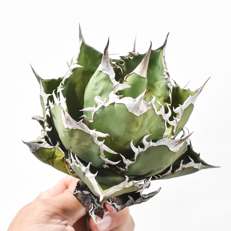 アガベ チタノタ 羽毛 大株 アガベ チタノタ 