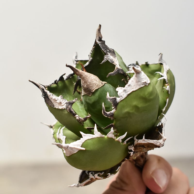 アガベ チタノタ 南アフリカダイヤモンド 