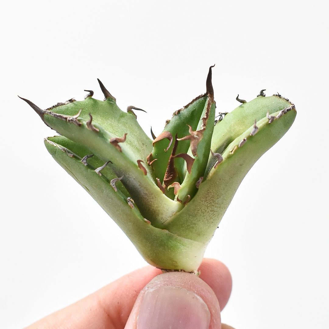 アガベ チタノタ 