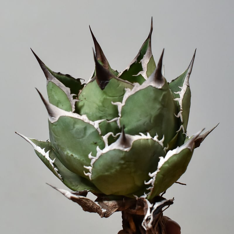 アガベ チタノタ スペード 