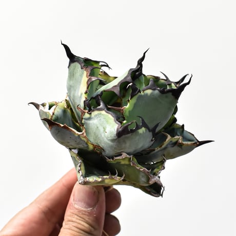 アガベ チタノタ "精品ブルーダイヤモンド" / "精品籃球覆輪"【台湾 dragon agave産/抜き苗/中株】B99