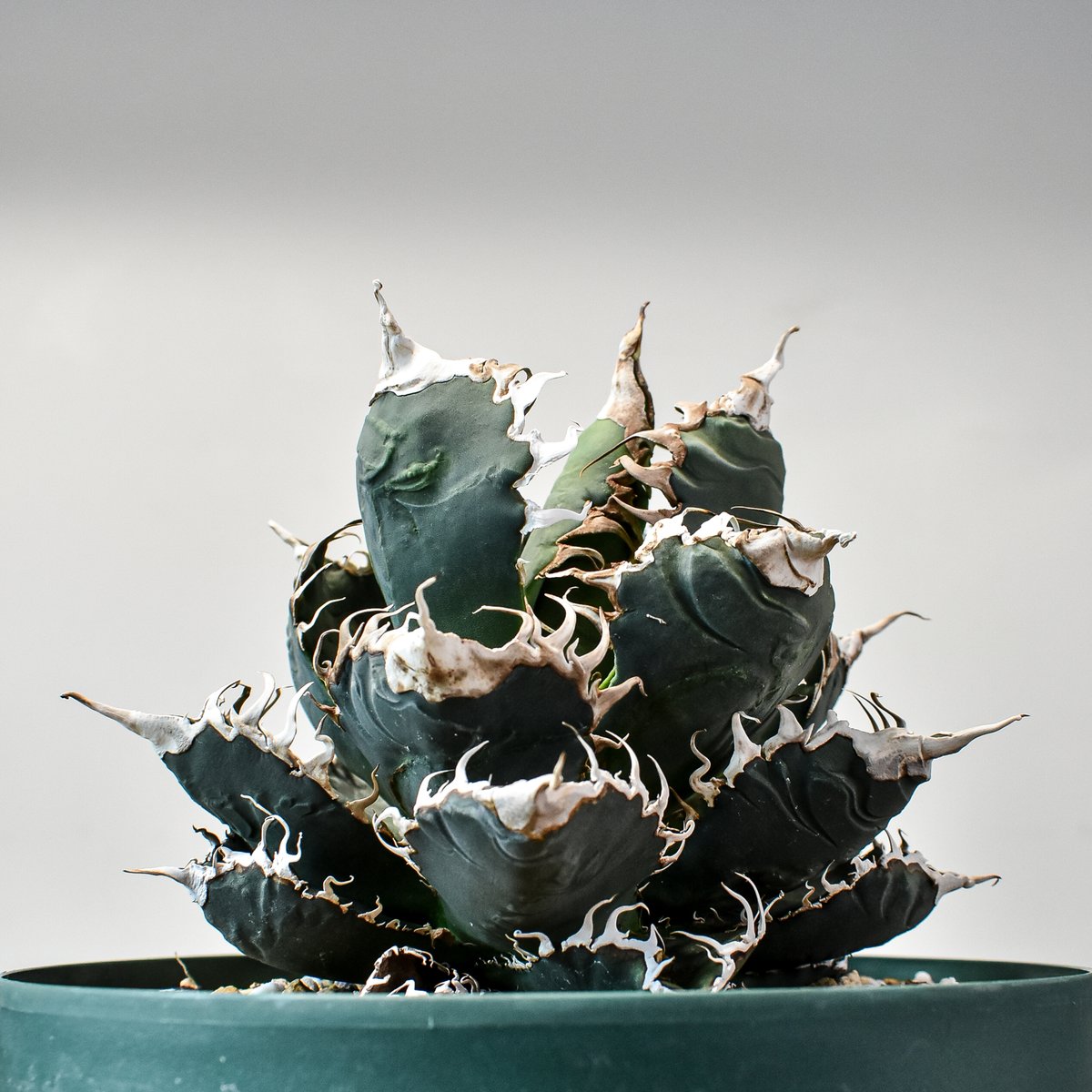 アガベ チタノタ FO-076 オテロイ GODZILLA スーパー 悪魔 大株