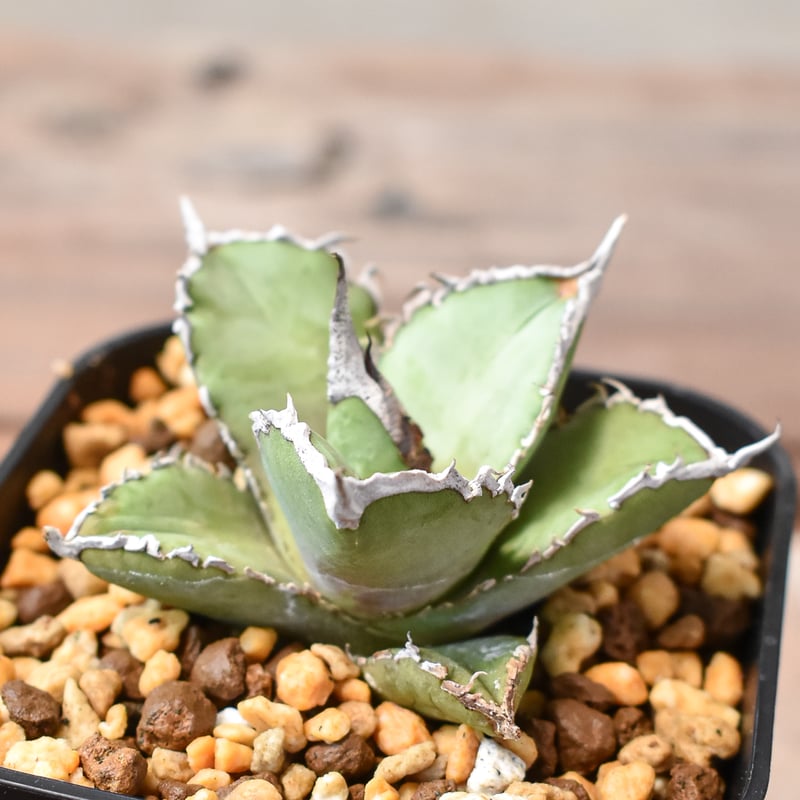 アガベ チタノタ 