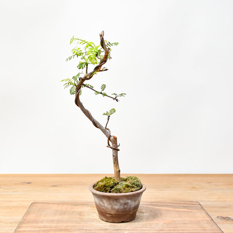 WACK” ON YOUR SIDE】ブルセラ ミクロフィラ WACK-A005 | RA