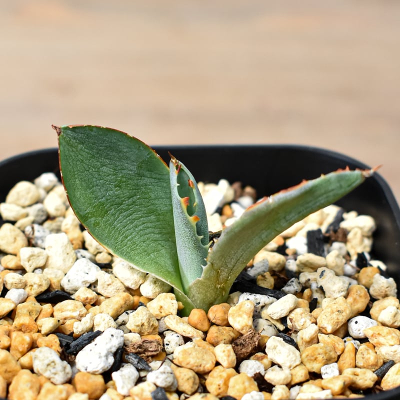 アガベ ハイブリット 