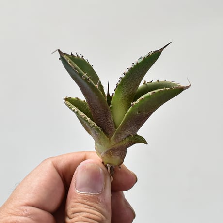 アガベ大鋼牙 | STORES