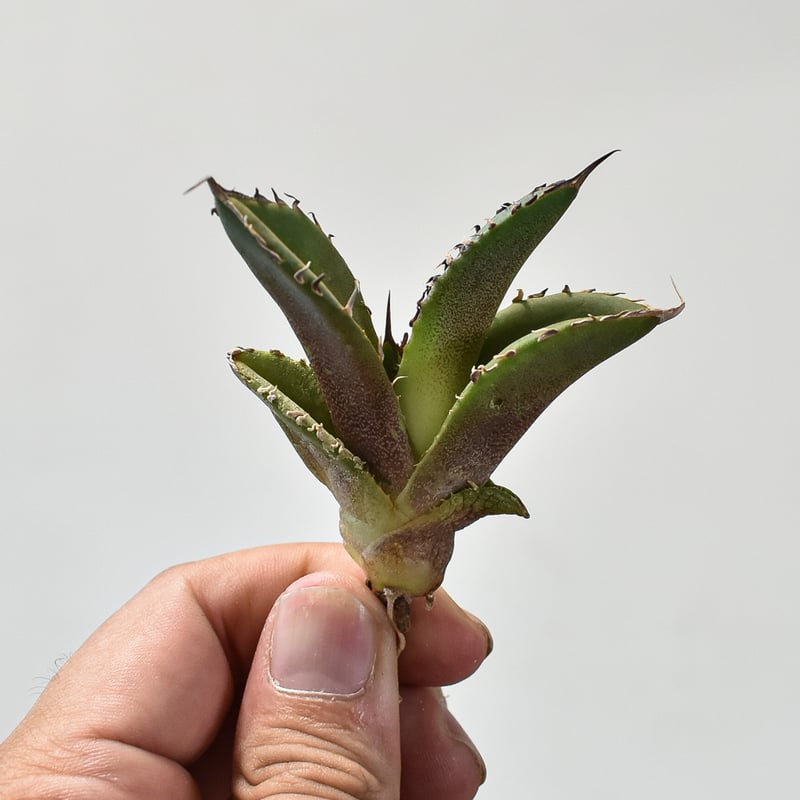 アガべ チタノタ 