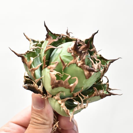 【5CLAW】アガベ チタノタ シーザー / 精品凱撒 【台湾 dragon agave産/中株/抜き苗】DG25010522