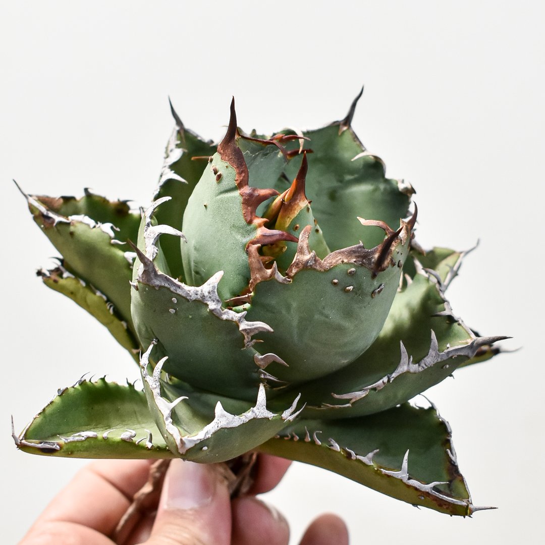 アガベ　チタノタ　Fo222 ブツブツ　大株 Agave Titanota 