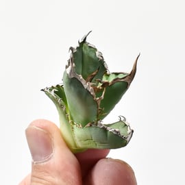 10/31(木)20:00】ブツブツ系の代名詞 麻花龍と、麻花のOC株をお手頃