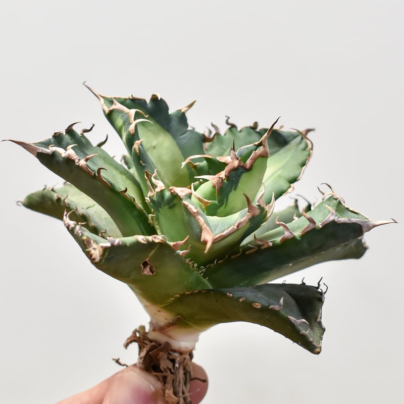 アガベ チタノタ ソーラーエクリプス 