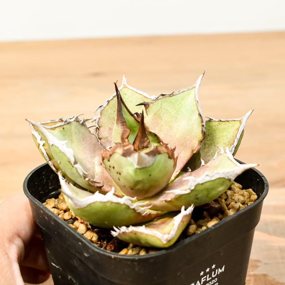 67cfe90cc99ac71040f0b7fb
