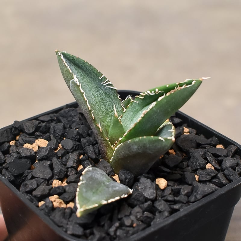 アガベ チタノタ ディアボロビアンコ アガベ チタノタ オテロイ