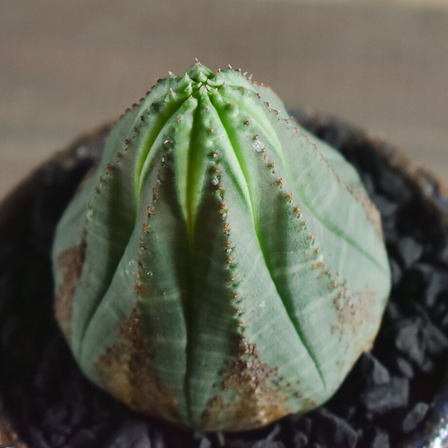 ユーフォルビア オベサ /オールド オベサ【根強い人気！！木質化