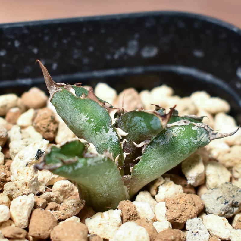 アガベ チタノタ ブラックアンドブルー  