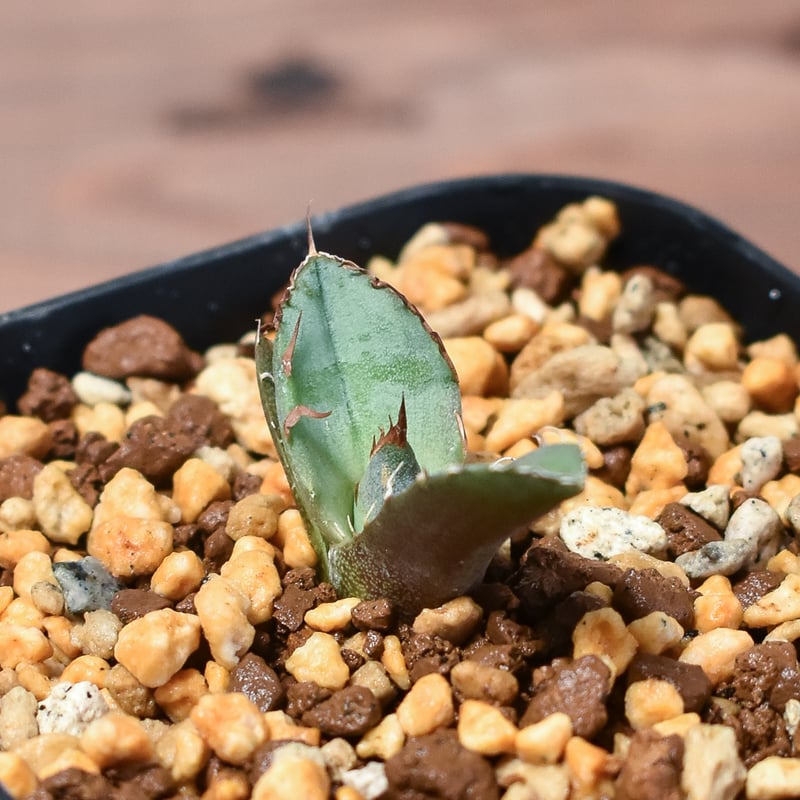 アガベチタノタ白犀牛極上子株発根植込済