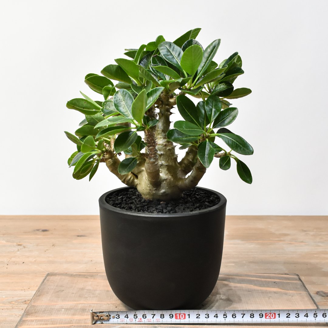 ウィンゾリー パキポディウム 国内実生株2 国内実生2年目 パキポディウム ウィンゾリー 2株セット