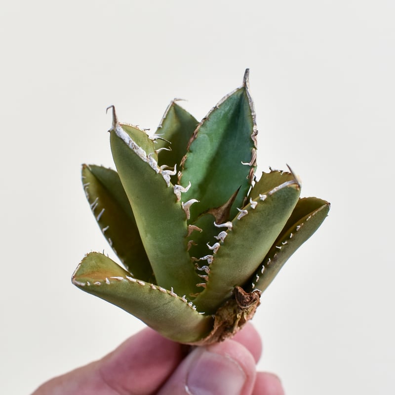 アガベ 鯊魚剣錦 TC株 アガベ チタノタ シャークソード 