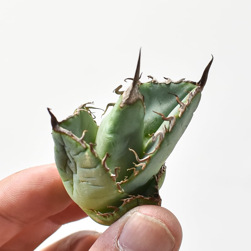 妖狐 】アガベチタノタ龍球會産/発根済み/天芽超絶バンド親株2枚目参照