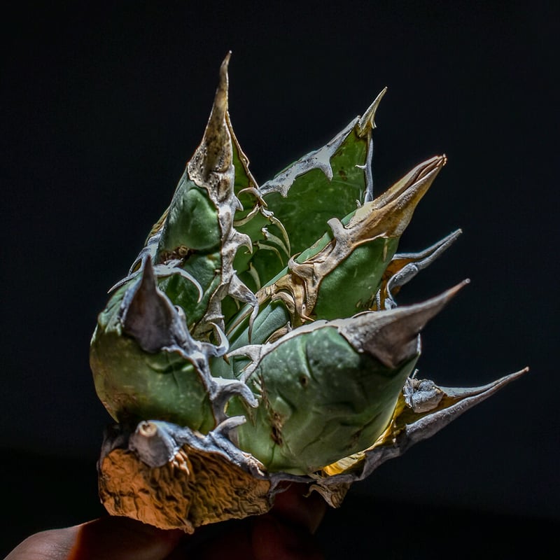 アガベ オアハカ 