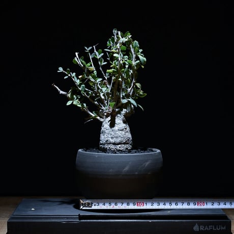 フォークイエリア コルムナリス "観峰玉" 【中株】（発根済み）RF22871