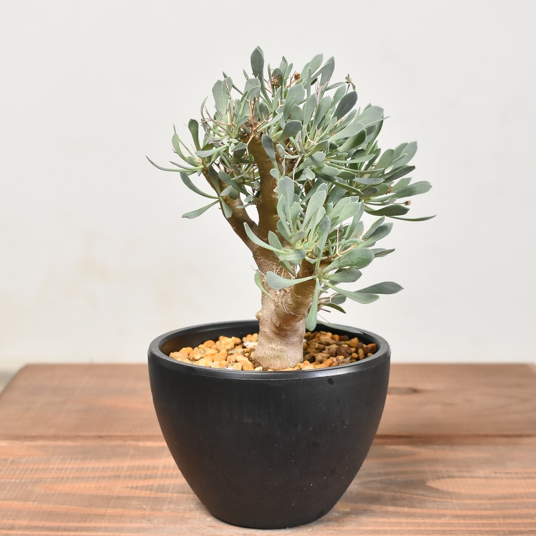 黒鬼城　Othonna euphorbioides オトンナユーフォルビオイデス Othonna euphorbioides / 黒鬼城 × N/OH (2.5号) no.