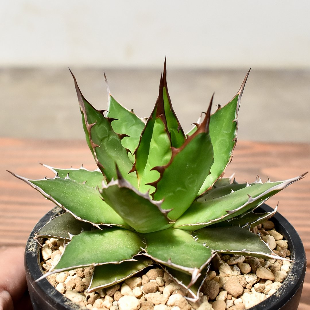 アガベ ホリダ アガベ ホリダ錦 白中斑 Agave horrida varieg. | HOIKAWA CA